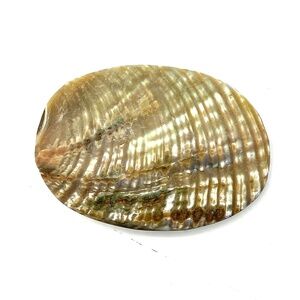 Belt Buckle Oval Shell   3.5" X 2.5”